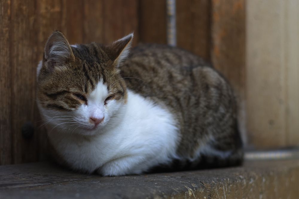 Photograph by Тофиг Рашидов