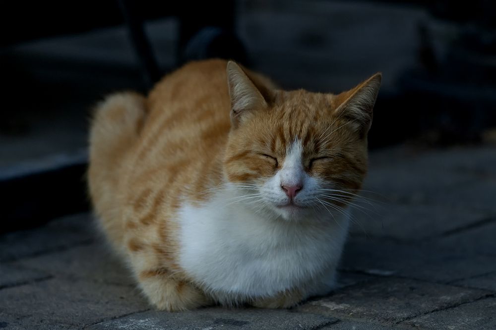 Photograph by Тофиг Рашидов