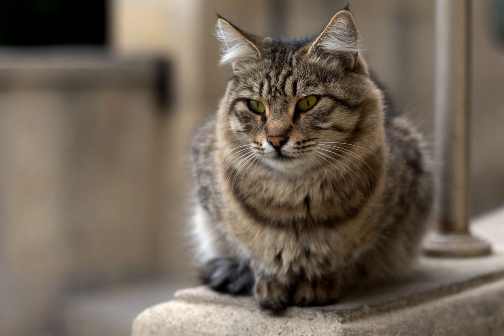 Photograph by Тофиг Рашидов