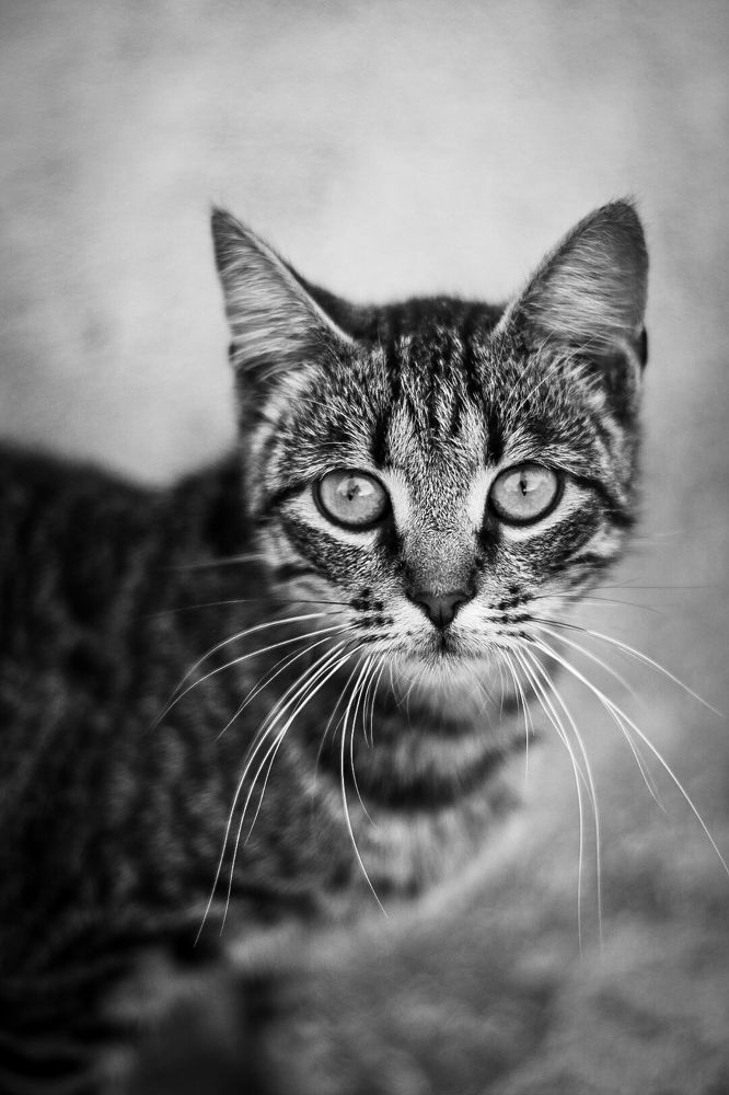 Photograph by Ася Весна