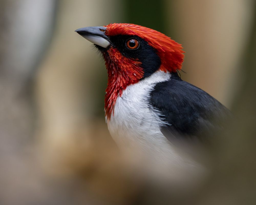 Фотография автора Wesley Sean Goorachan