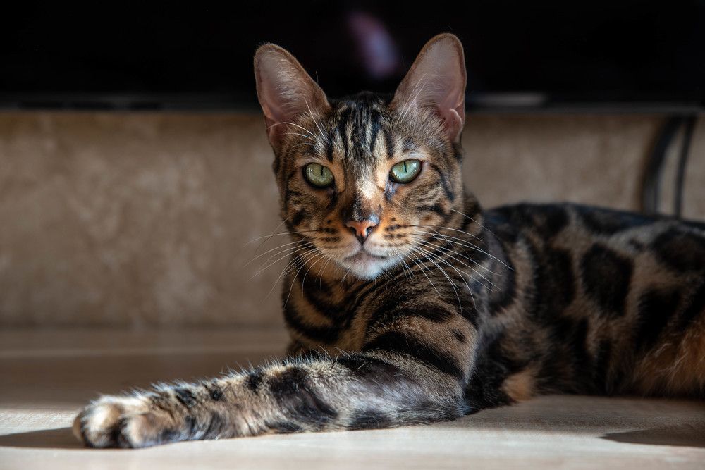 Фотография автора Сергей Чесноков