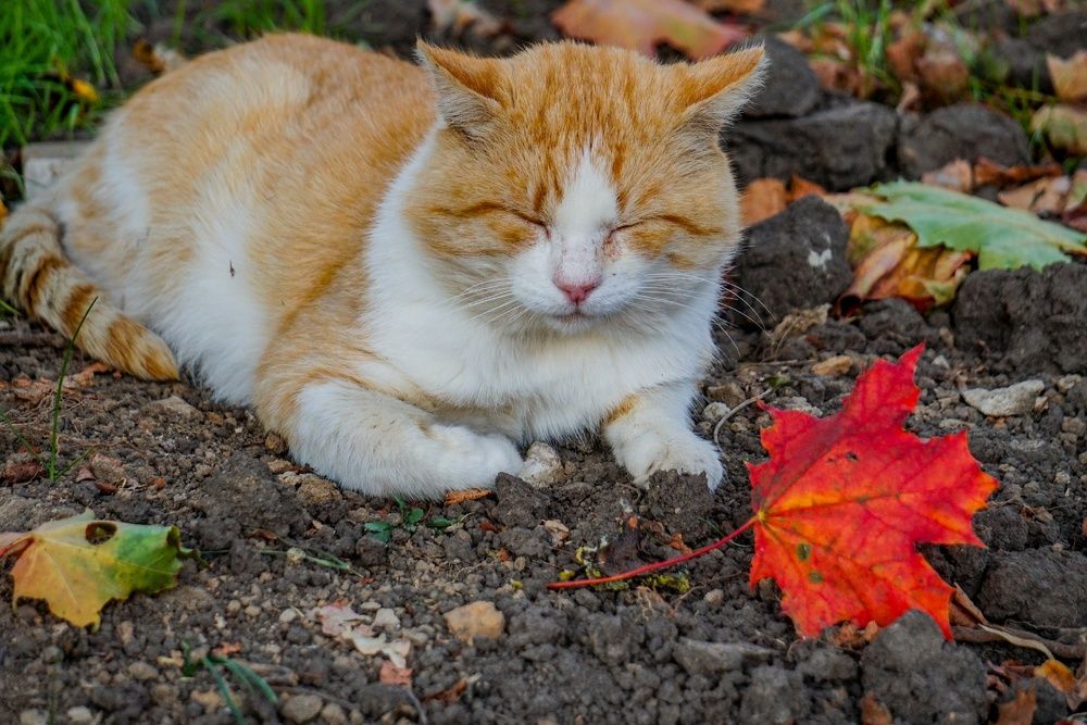 Photograph by Симикова Светлана