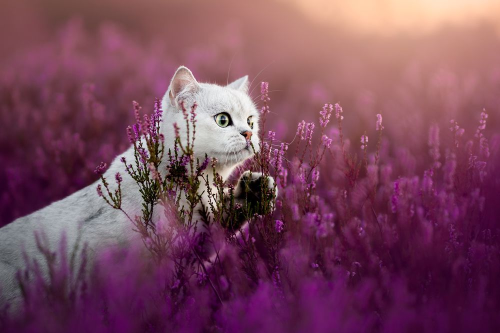 Photograph by Veronika Blažeková