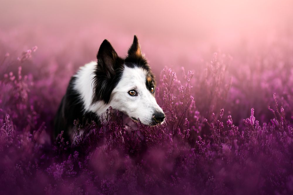 Photograph by Veronika Blažeková