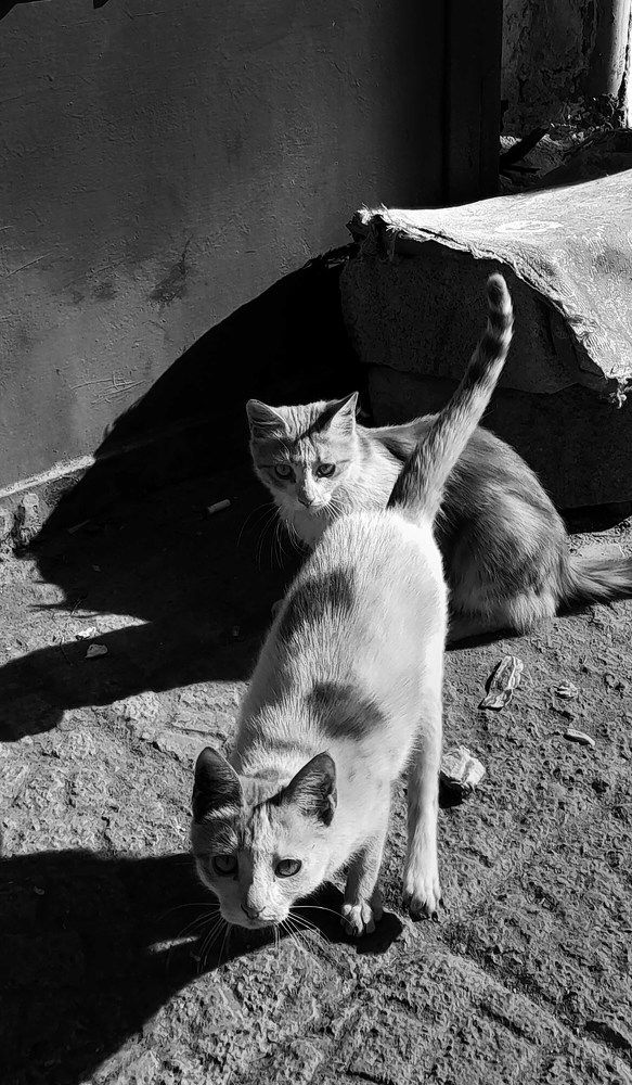 Photograph by Fateme mohamd helfi