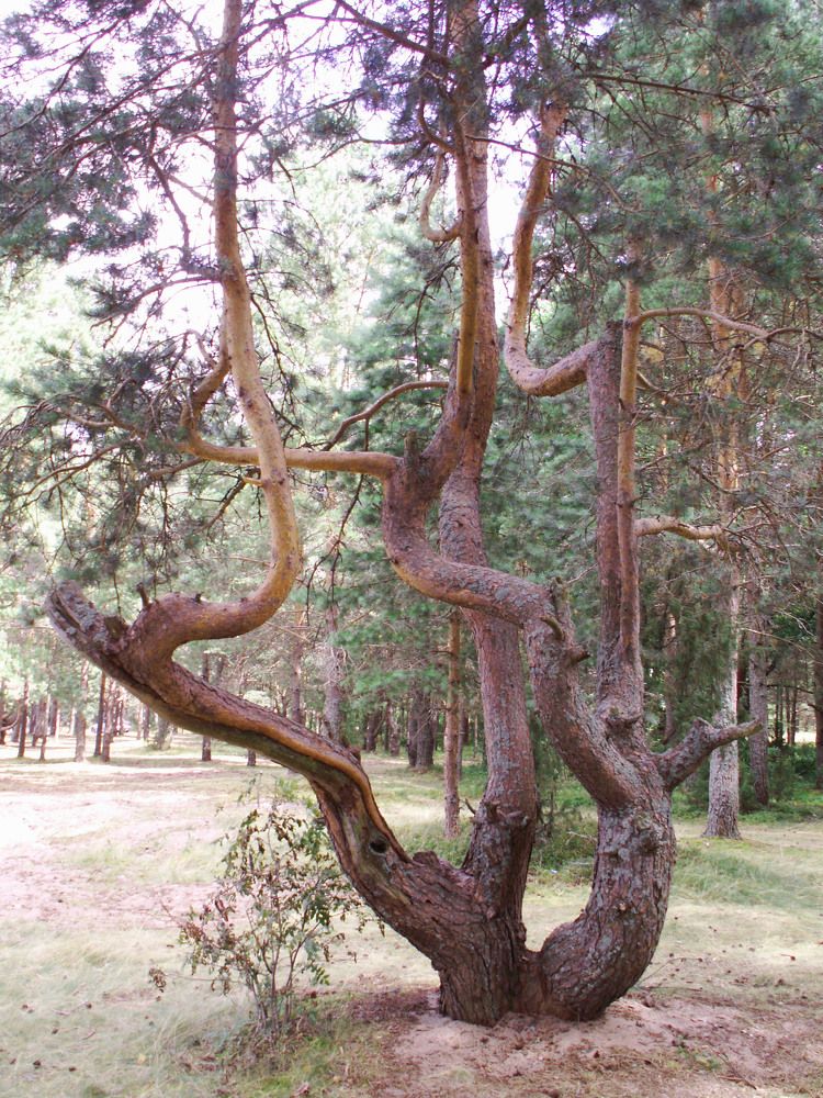Photograph by Наталья Горбунова