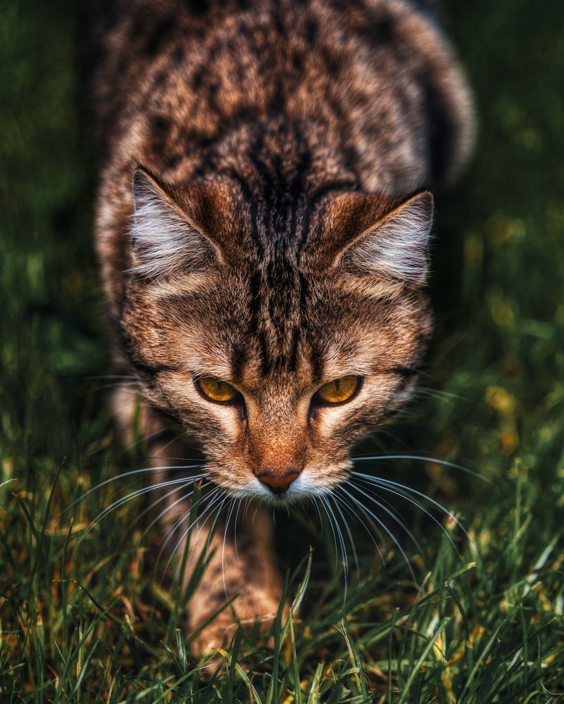 Photograph by Alain Veldin