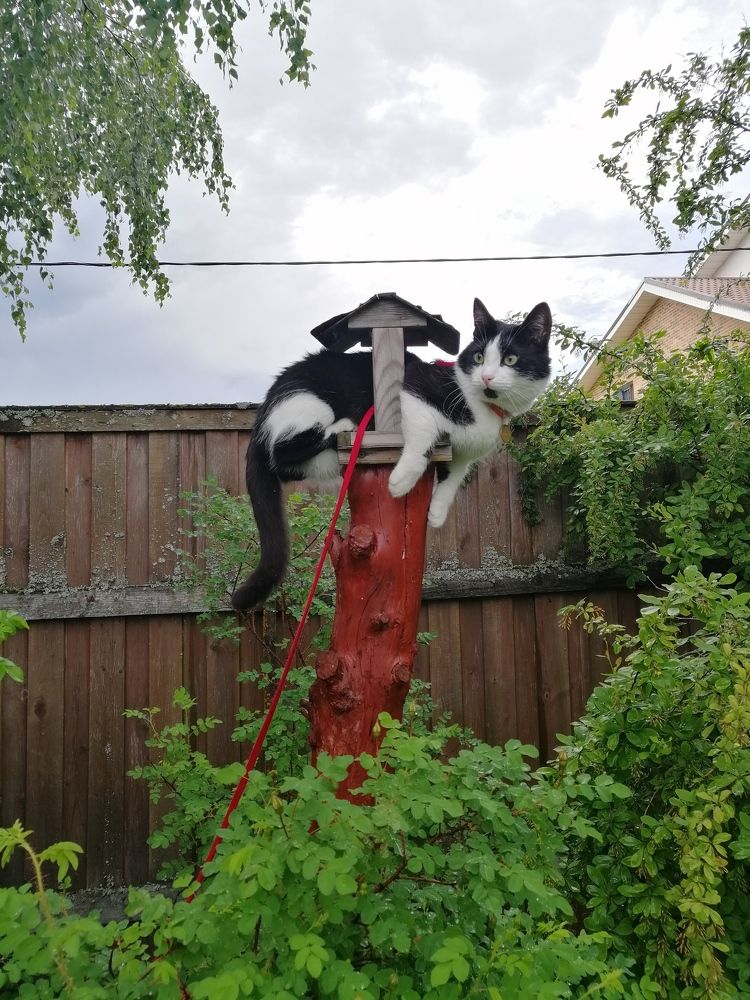Котоптиц