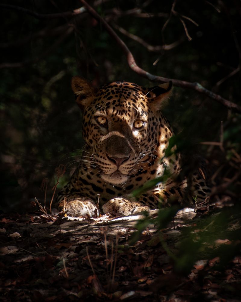 Photograph by Disara Seneviratne