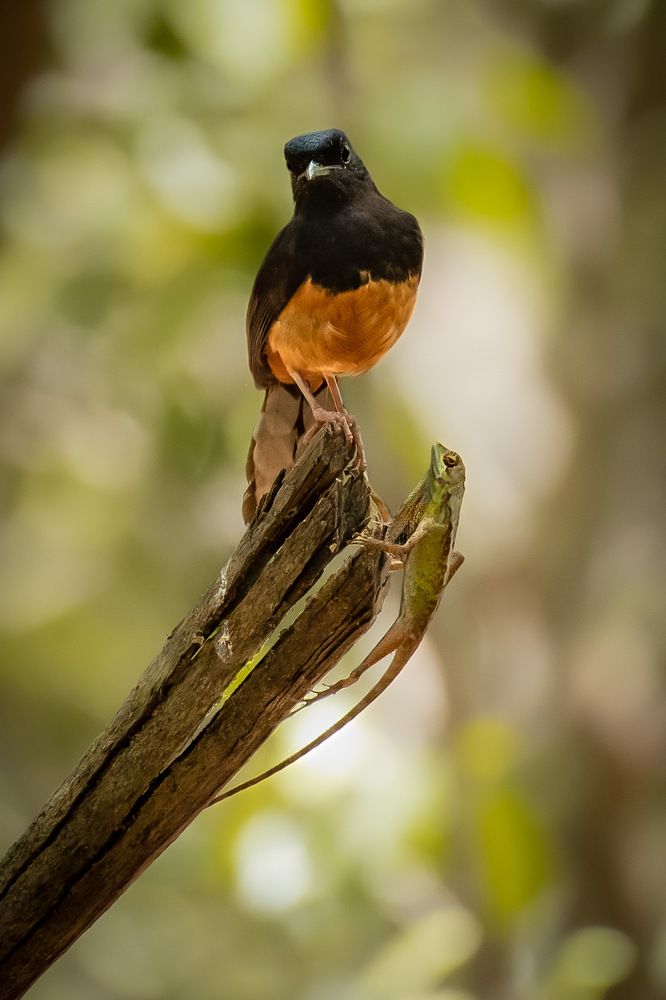 A world of two worlds