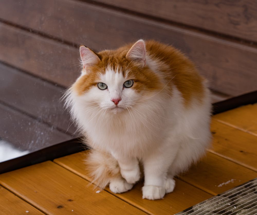 Рыже белая кошка