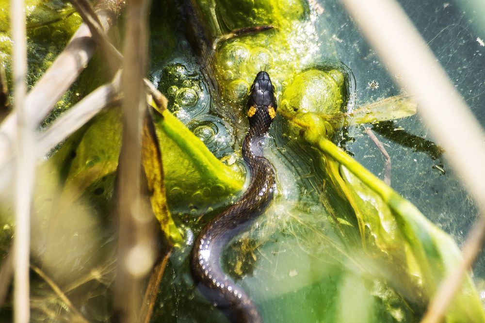 Photograph by Ольга Сельницына