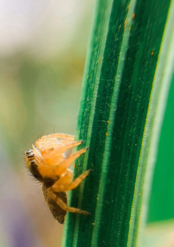 Photograph by Tharindu Nawarathna