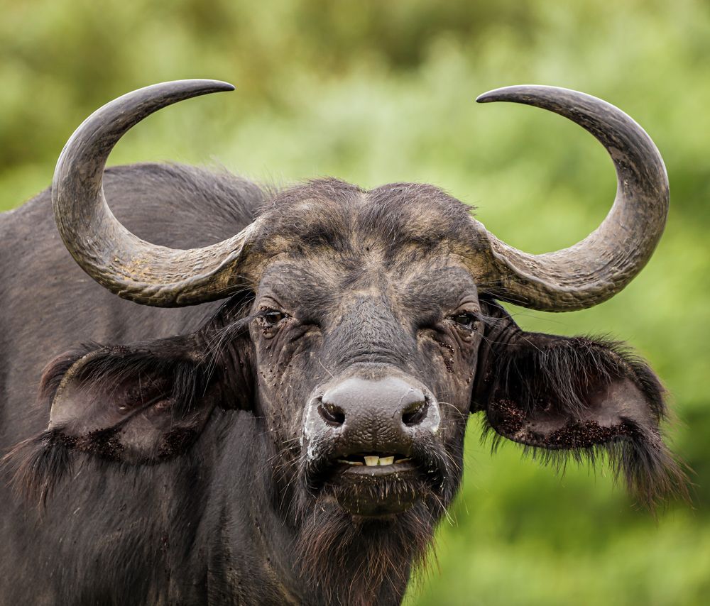 Photograph by Johann Leonard