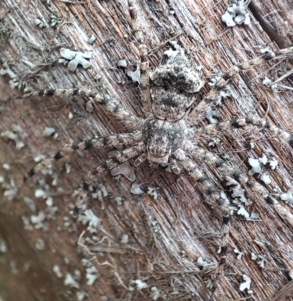 Замаскировался