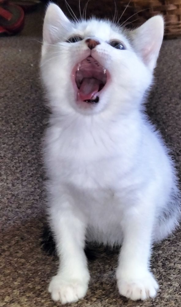 Фотография автора Bernadette Pretorius