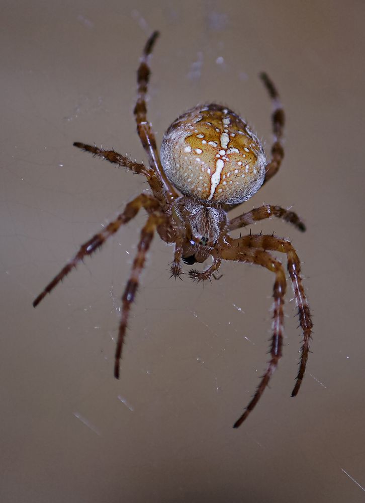 Photograph by Евгений Гонтов