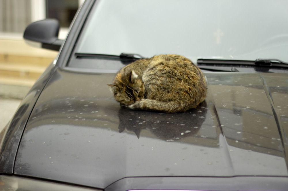 Photograph by Светлана Зотова