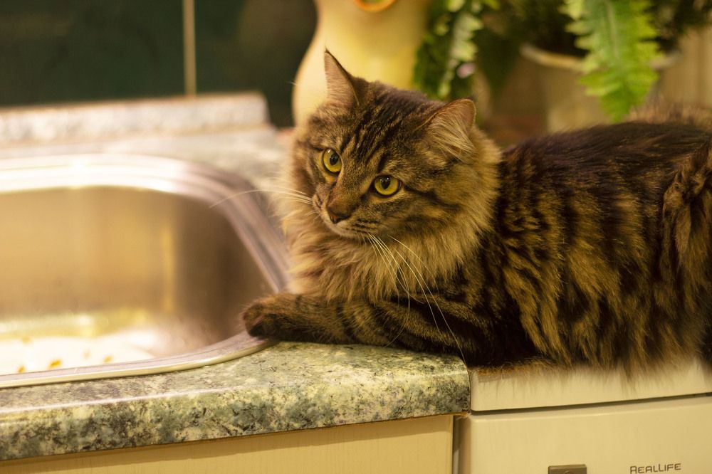 Photograph by Светлана Зотова