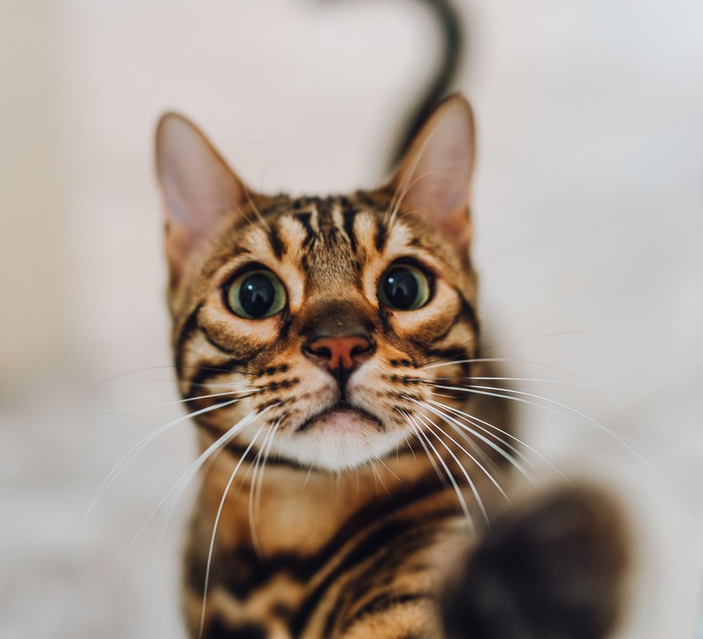 Photograph by Tomislav Safundžić