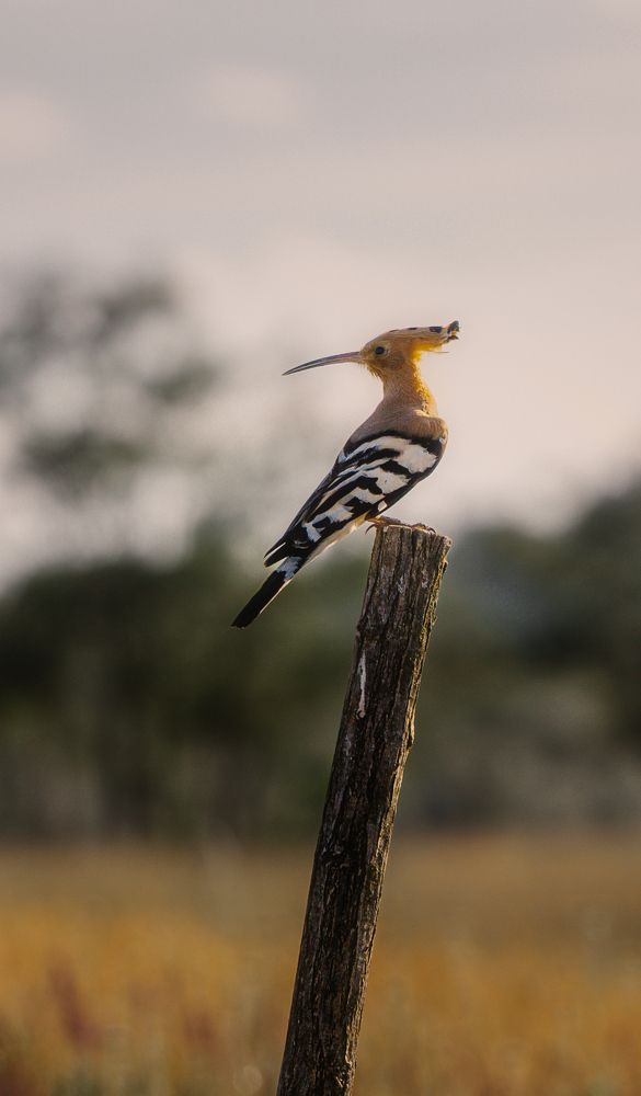 Фотография автора Олег Сухенко