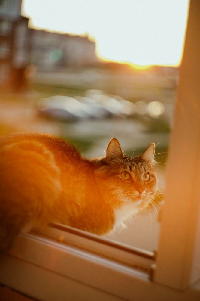 Photograph by Шидловская-Вашкевич Татьяна