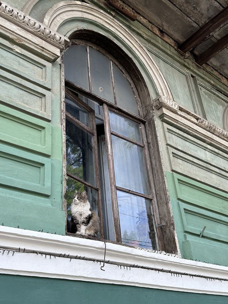 Городской кот