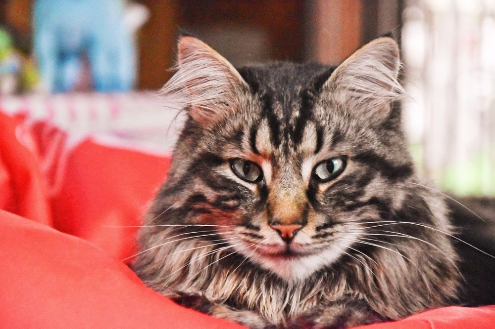 Photograph by Radoslav Stefanov