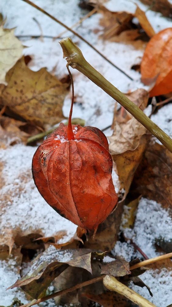 Фотография автора Ольга Быстрова