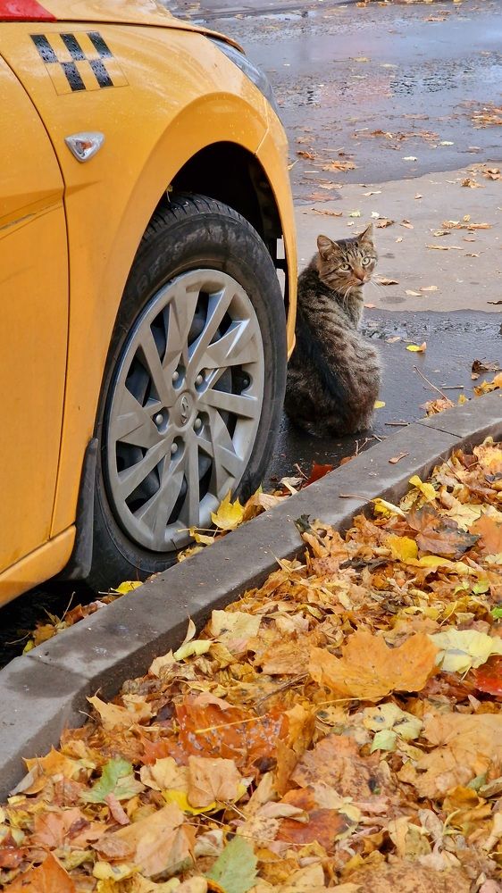 Фотография автора Ольга Быстрова