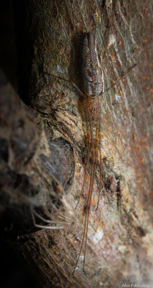 Фотография автора Alexander Pakhomov