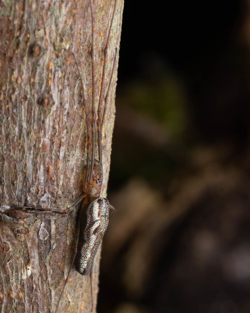 Фотография автора Alexander Pakhomov