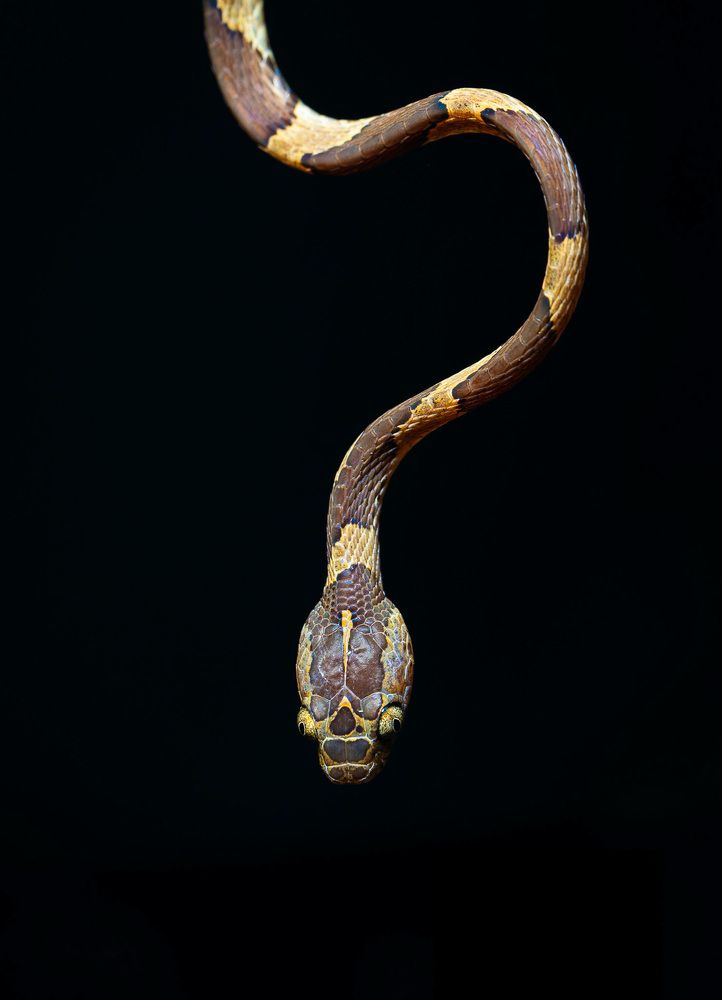 Фотография автора Frida Aspani