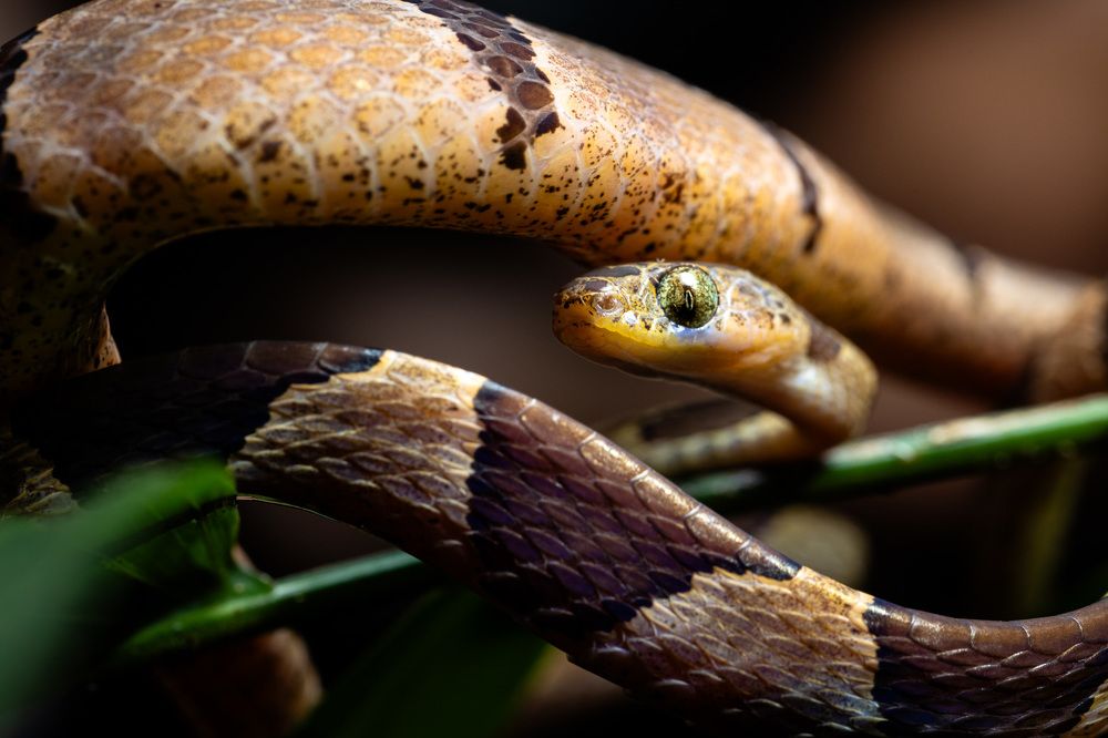 Фотография автора Frida Aspani