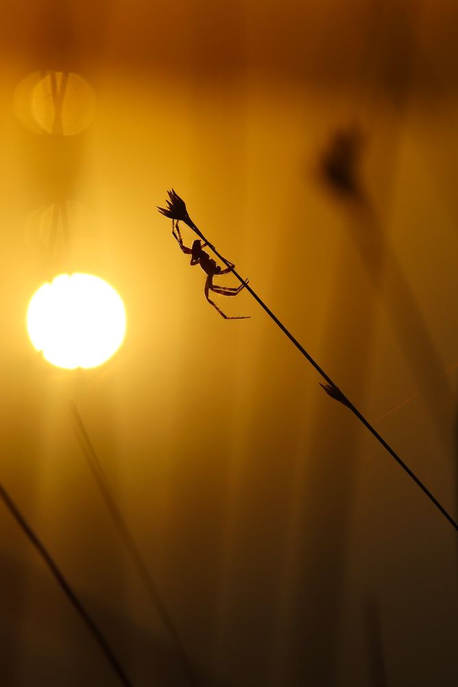 Photograph by Олег Фокин