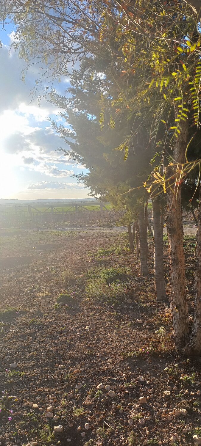 تبسة الجزائر