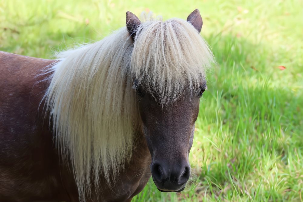 Shetland Pony