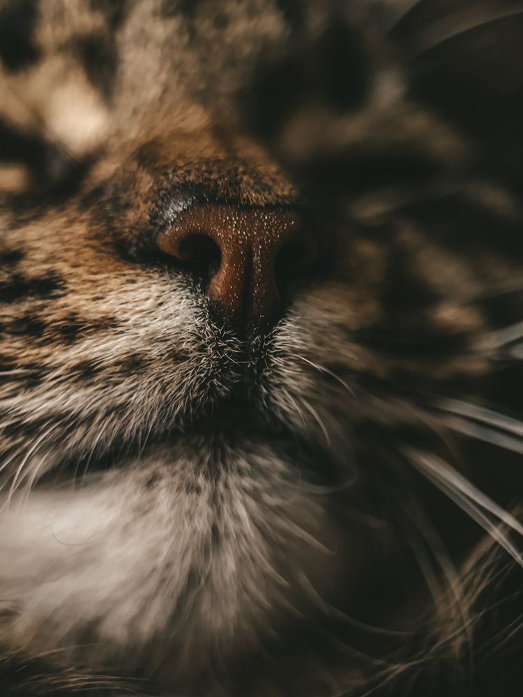 Photograph by Екатерина Нальгиева