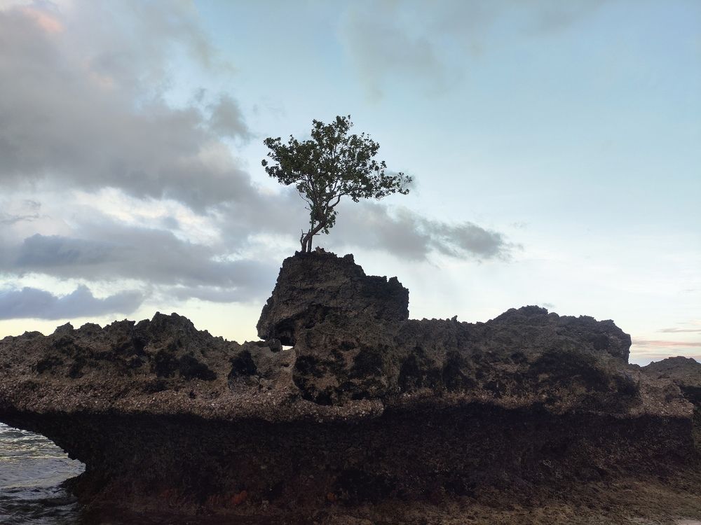 Tree in rock