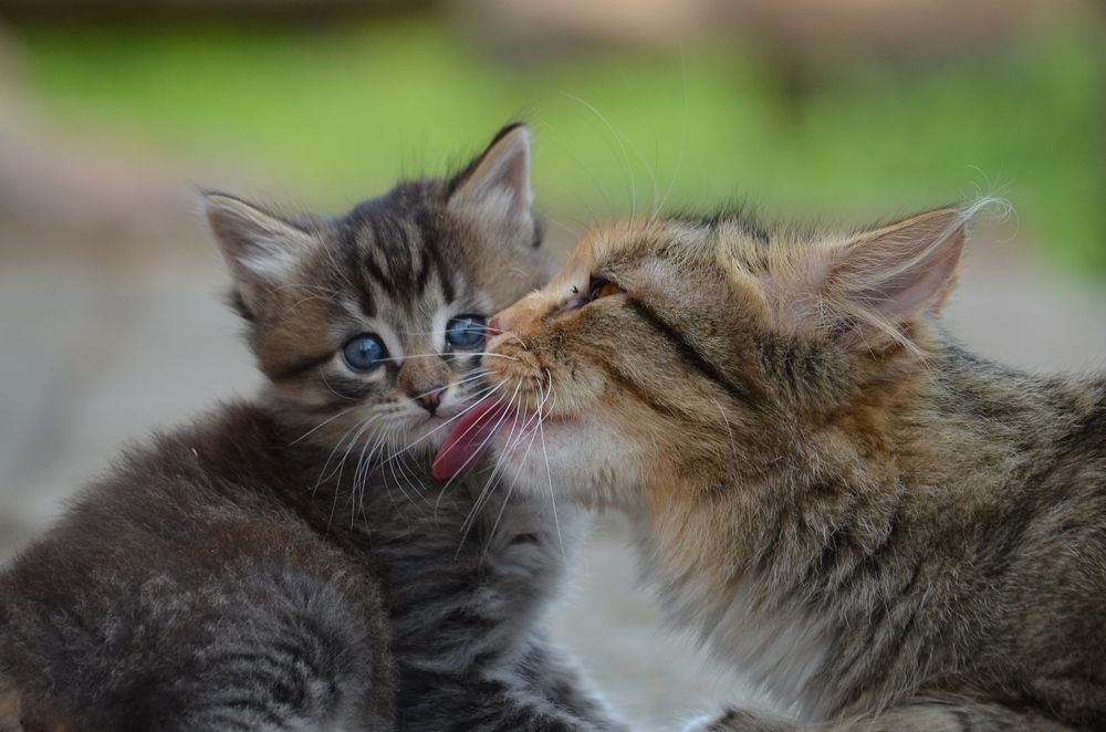 Photograph by Галина Катанова