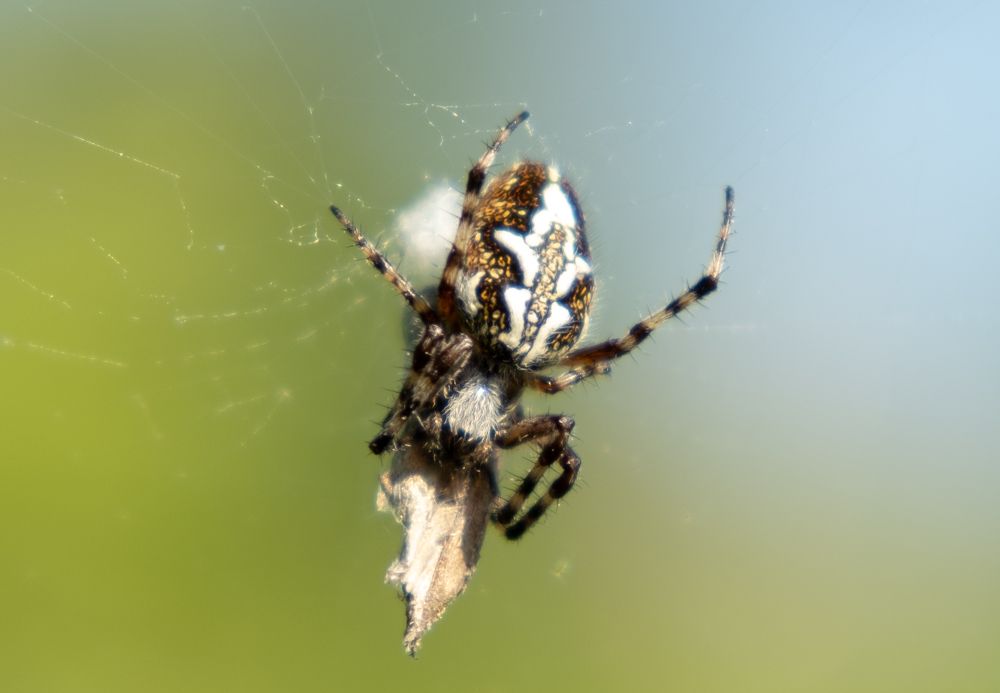 Photograph by Наталья Королева