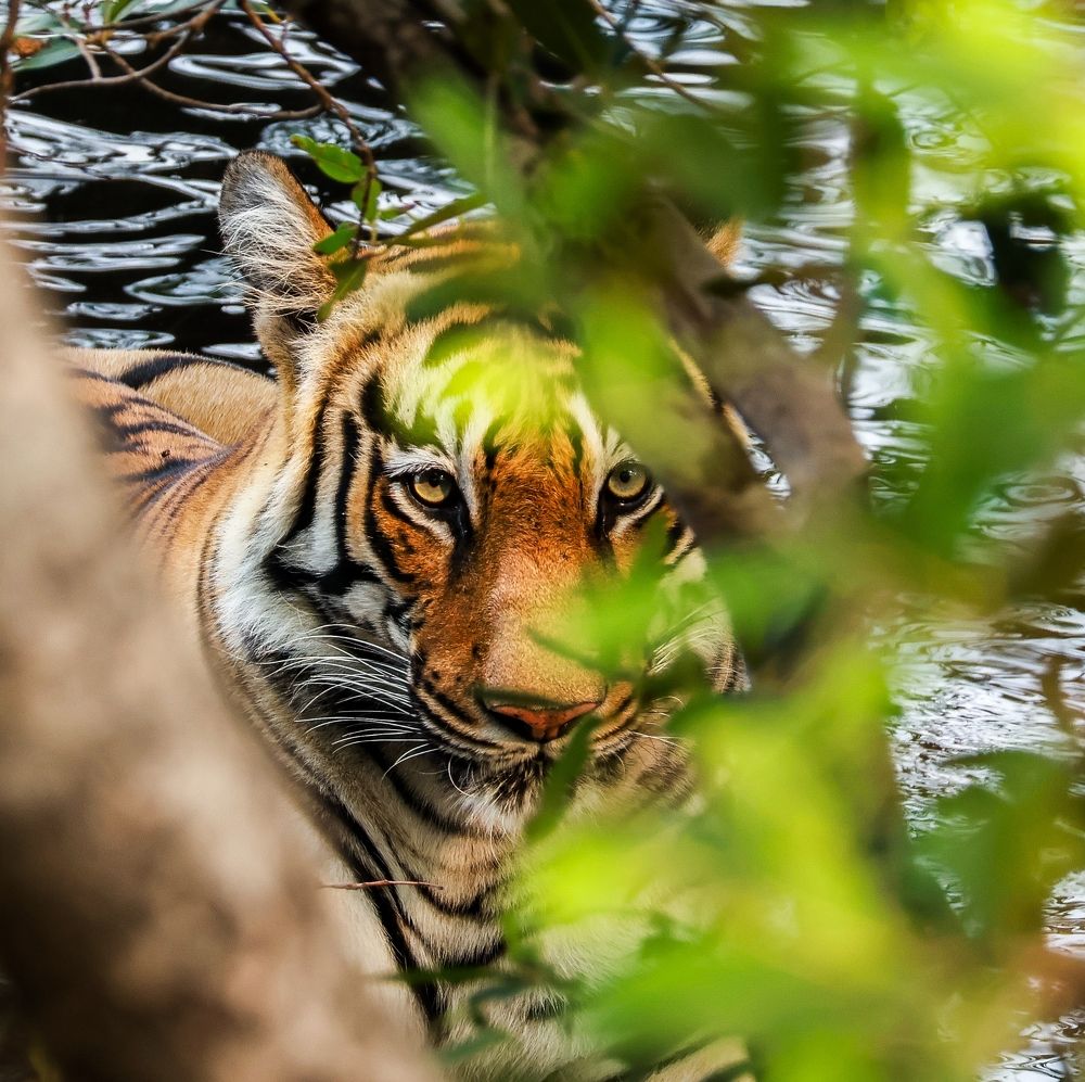 Фотография автора Abhav Mehta