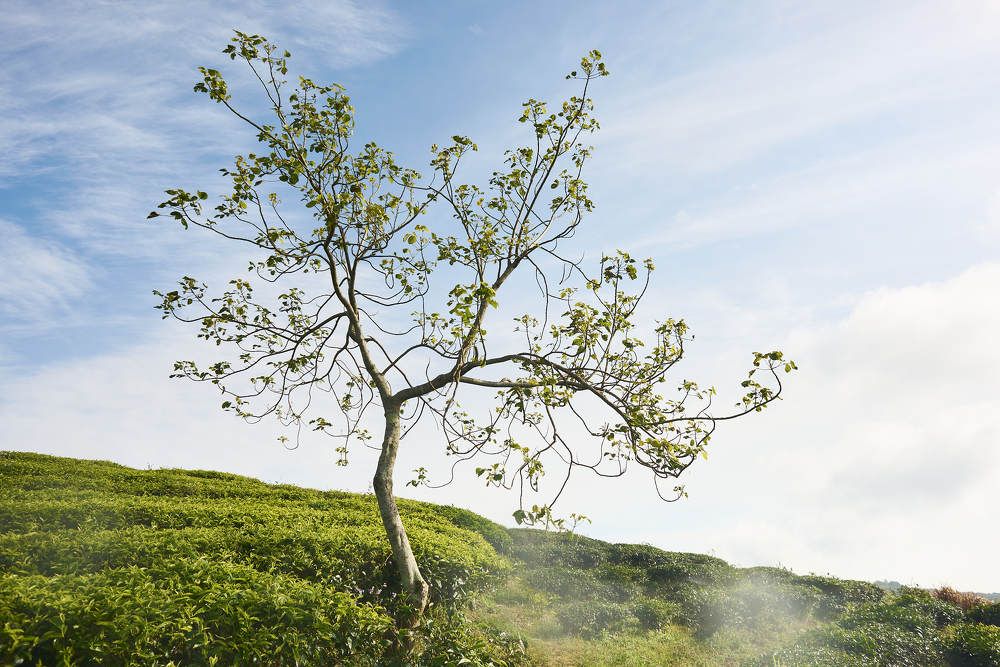 Photograph by Tran Duy Nam