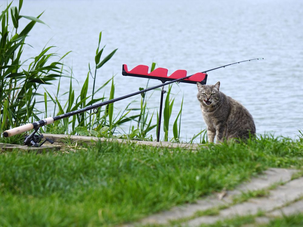 Photograph by Дмитрий Лобанов