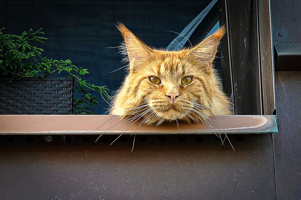 Photograph by Леонид Соболев