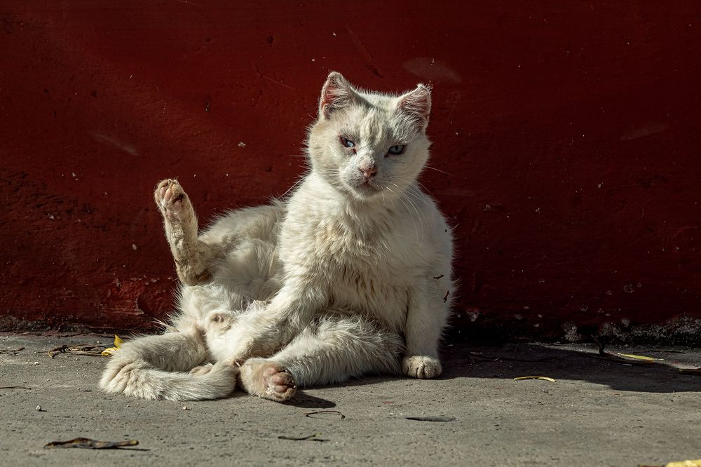 Photograph by Jorge Cristóbal Fernández-Trevejo Portuondo