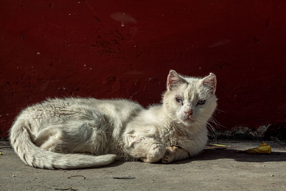 Photograph by Jorge Cristóbal Fernández-Trevejo Portuondo