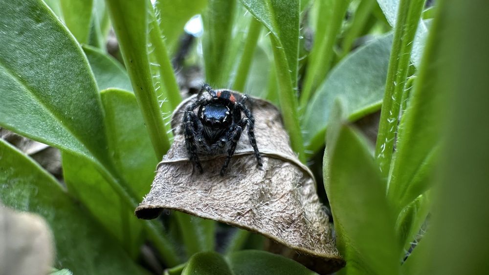 Jumping spider