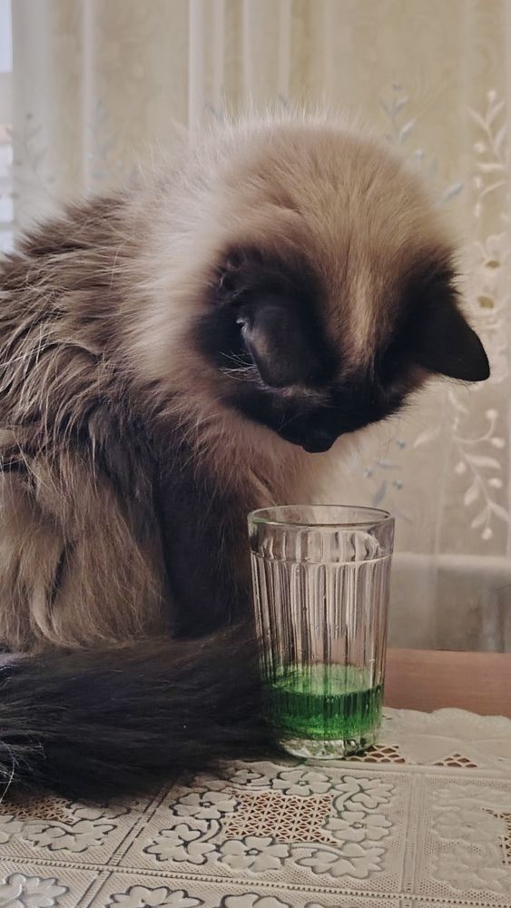 Фотография автора Анна Морозова